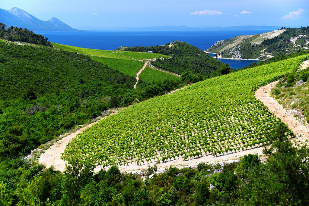 Rolling hills and vineyard on the coast of Croatia